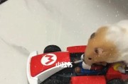 超级玛丽游戏机中的仓鼠玩法有哪些？