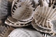 王八壳制作音箱的方法是什么？如何让王八壳音箱音质更好？