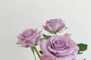 15朵玫瑰代表意思什么？15朵玫瑰的花语是什么？