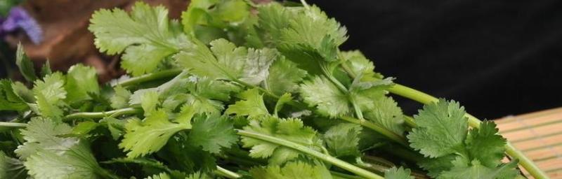 香菜放冰箱里的正确处理方法（保持新鲜美味的小窍门）