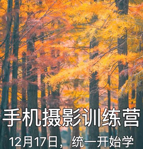 手机拍照新手入门指南？拍照技巧有哪些？