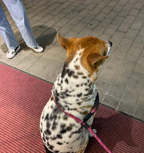 充电器妈妈遛狗功能如何使用？