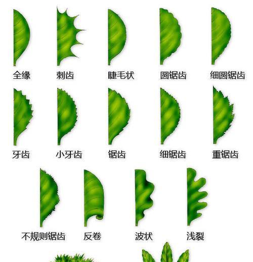 苹果手机上的叶子标志代表什么？这个标志有何特殊含义？