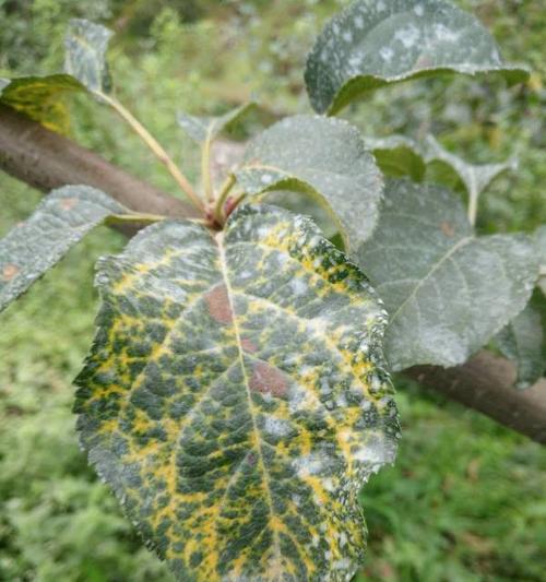苹果手机上的叶子标志代表什么？这个标志有何特殊含义？