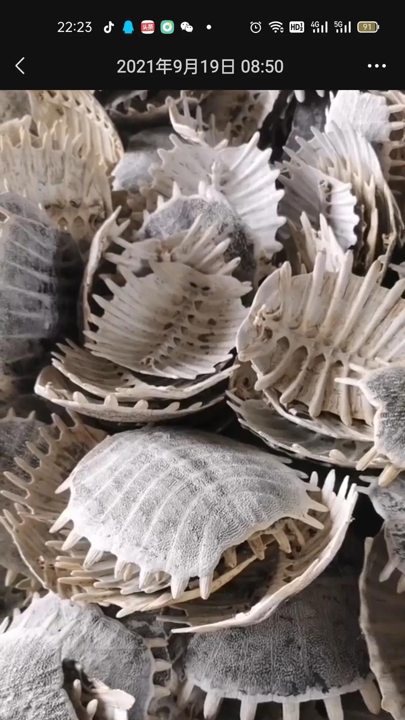 王八壳制作音箱的方法是什么？如何让王八壳音箱音质更好？