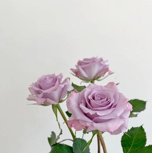 15朵玫瑰代表意思什么？15朵玫瑰的花语是什么？
