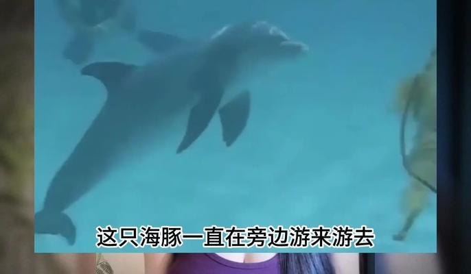 海豚合照为什么不准用美颜相机？美颜相机对海豚有什么影响？