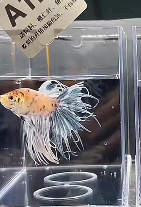 斗鱼直播看着看着就闪退？三招教你根治！